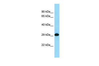 CD274 Rabbit Polyclonal Antibody