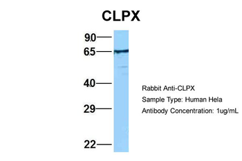 CLPX Rabbit Polyclonal Antibody