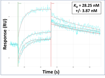 CD151 Rabbit Polyclonal Antibody