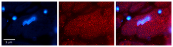 HTRA1 Rabbit Polyclonal Antibody