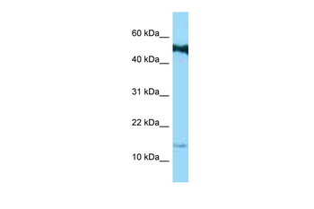 SPRR1B Rabbit Polyclonal Antibody