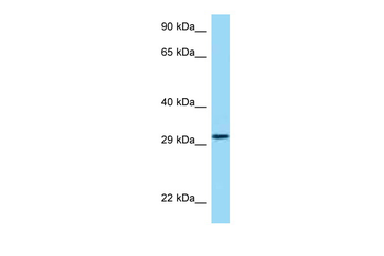 HRH4 Rabbit Polyclonal Antibody
