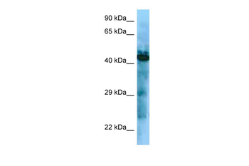 GHSR Rabbit Polyclonal Antibody
