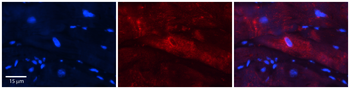 SYNC Rabbit Polyclonal Antibody