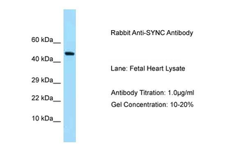 SYNC Rabbit Polyclonal Antibody