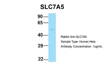 SLC7A5 Rabbit Polyclonal Antibody
