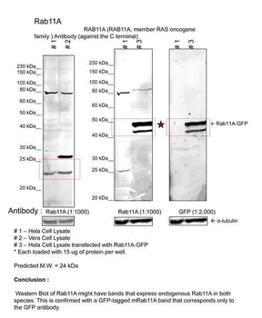 RAB11A Rabbit Polyclonal Antibody