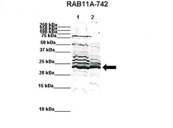 RAB11A Rabbit Polyclonal Antibody