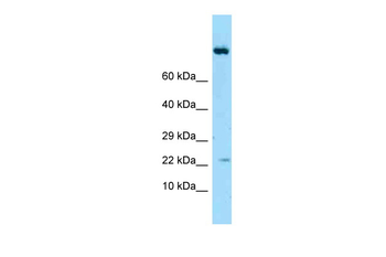 IL19 Rabbit Polyclonal Antibody