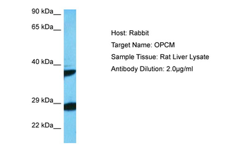 Opcml Rabbit Polyclonal Antibody
