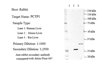 PCTP Rabbit Polyclonal Antibody