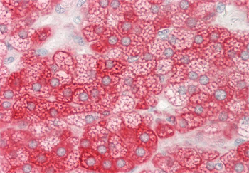 PCTP Rabbit Polyclonal Antibody