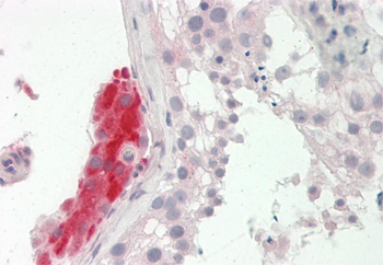 PCTP Rabbit Polyclonal Antibody