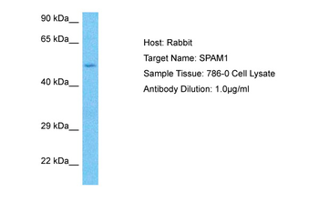 SPAM1 Rabbit Polyclonal Antibody