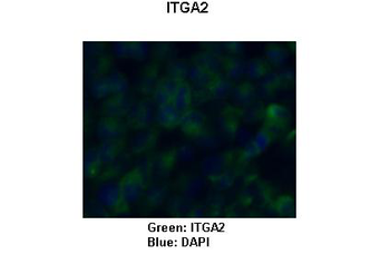 ITGA2 Rabbit Polyclonal Antibody
