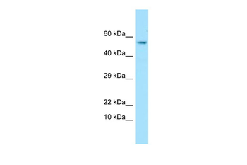 GPC4 Rabbit Polyclonal Antibody