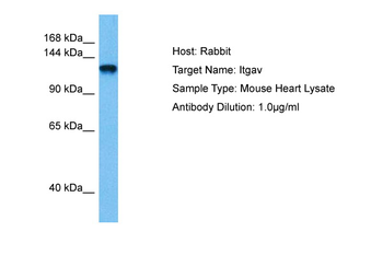 ITGAV Rabbit Polyclonal Antibody