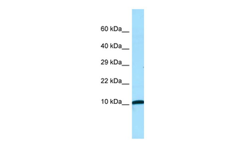 NDUFA1 Rabbit Polyclonal Antibody