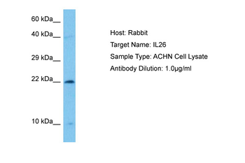 IL26 Rabbit Polyclonal Antibody