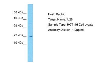 IL26 Rabbit Polyclonal Antibody