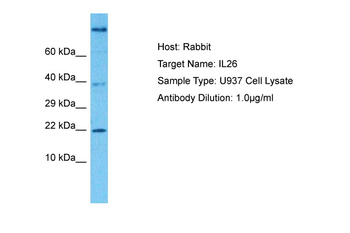 IL26 Rabbit Polyclonal Antibody