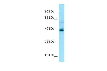 P2RY13 Rabbit Polyclonal Antibody