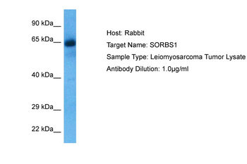 SORBS1 Rabbit Polyclonal Antibody