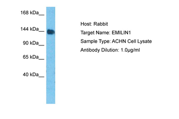 EMILIN1 Rabbit Polyclonal Antibody