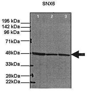SNX6 Rabbit Polyclonal Antibody