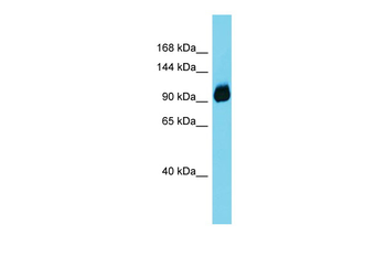 Enpep Rabbit Polyclonal Antibody