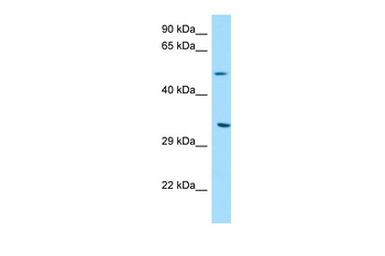 DPAGT1 Rabbit Polyclonal Antibody