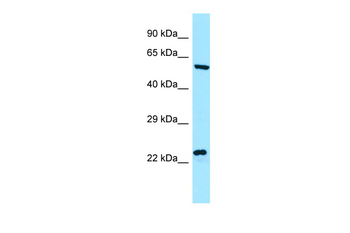 NCLN Rabbit Polyclonal Antibody