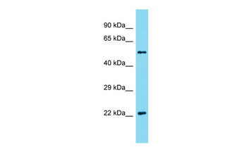 Akirin2 Rabbit Polyclonal Antibody