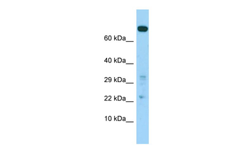 COASY Rabbit Polyclonal Antibody