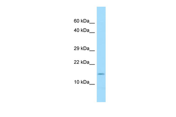COX7A2 Rabbit Polyclonal Antibody