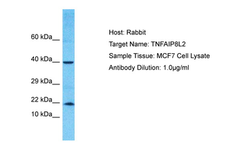 TNFAIP8L2 Rabbit Polyclonal Antibody