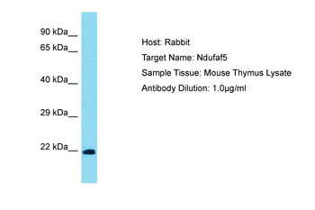 Ndufaf5 Rabbit Polyclonal Antibody