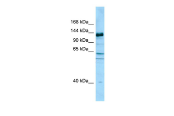 CAPRIN2 Rabbit Polyclonal Antibody
