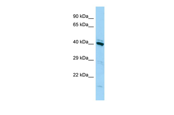 FAM50A Rabbit Polyclonal Antibody