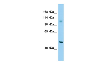 GPR158 Rabbit Polyclonal Antibody