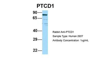 PTCD1 Rabbit Polyclonal Antibody