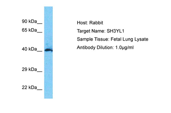 SH3YL1 Rabbit Polyclonal Antibody