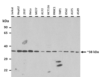 Yod1 Rabbit Polyclonal Antibody