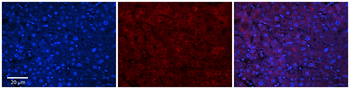 ABHD14A Rabbit Polyclonal Antibody