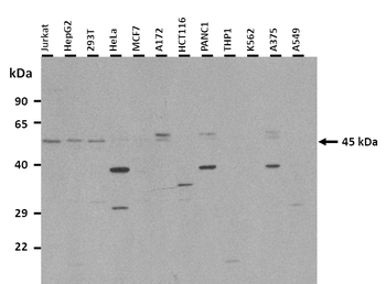 GFRAL Rabbit Polyclonal Antibody
