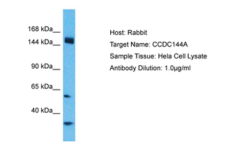 CCDC144A Rabbit Polyclonal Antibody