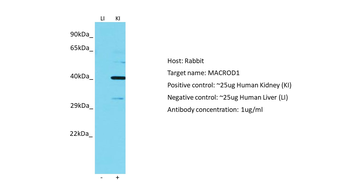 MACROD1 Rabbit Polyclonal Antibody