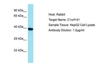 C1orf141 Rabbit Polyclonal Antibody