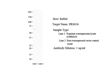 PRSS56 Rabbit Polyclonal Antibody