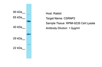 CSRNP2 Rabbit Polyclonal Antibody